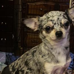 Lady May - Chihuahua