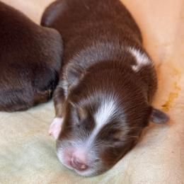 Puppy 4 - Red tri male Miniature Australian Shepherd puppy in Massapequa, New York from All That Auss Mini Aussies