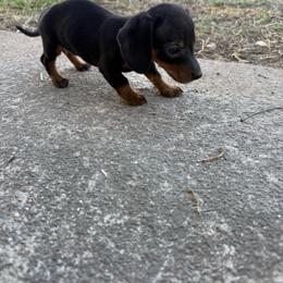 Gigi - Black and tan female Dachshund puppy in Mountain Home, Arkansas from Furry Friends Kennel
