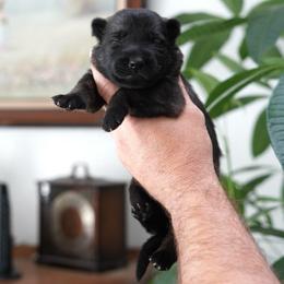 Wilder - Sable male German Shepherd puppy in Coarsegold, California from Yosemite Shepherds