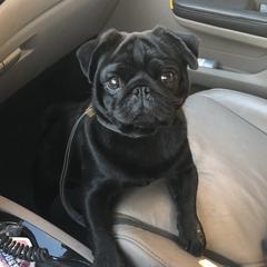 Apollo - Pug