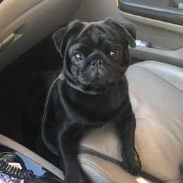 Apollo - Pug