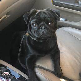 Apollo - Pug