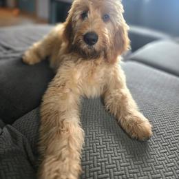 Goldendoodle and Labradoodle All Grown Up from Caldron Falls Doodles and Poodles