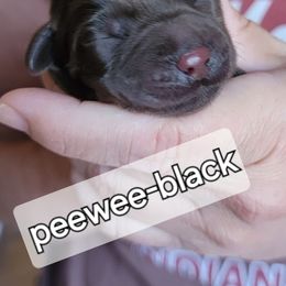 Boy 1 - Labrador Retriever puppy from Canyon Labradors