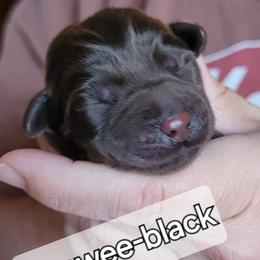 Boy 1 - Labrador Retriever puppy from Canyon Labradors