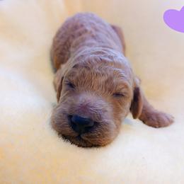Purple - Apricot female Poodle puppy in Big Rapids, Michigan from Meeker's Ridge Standard Poodles