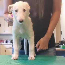 Silken Windhound Puppies from Daybreak Silken Windhounds