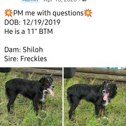 Toy Australian Shepherd Puppies from Texas Talent Toy Aussie's