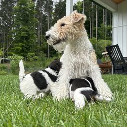 Wire Fox Terrier Puppies from Lisa Ellis