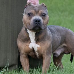 American Bullies and Chinese Cresteds from Bent River Kennel