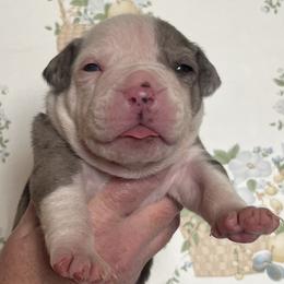 2 - male Alapaha Blue Blood Bulldog puppy in Grafton, Ohio from Eclipse Alapaha Kennels