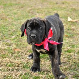 Girl 1 - female Cane Corso puppy in Choctaw, Oklahoma from Emerald Cane Corso
