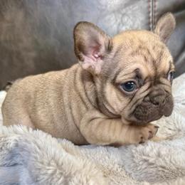 Frank - Fawn male French Bulldog puppy in Billings, Montana from Yellowstone Frenchies