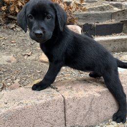 Labrador Retriever and Pembroke Welsh Corgi Puppies from Burress Family Farm and Kennels