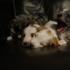 Bernedoodle and Golden Mountain Doodle Puppies from Pup Paw-fection