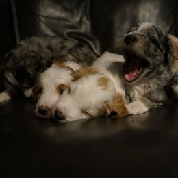 Bernedoodle and Golden Mountain Doodle Puppies from Pup Paw-fection