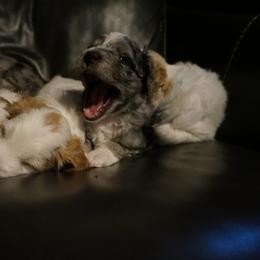 Bernedoodle and Golden Mountain Doodle Puppies from Pup Paw-fection