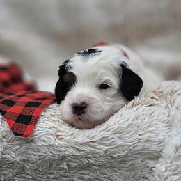 Red Collar Knuckles - Tri-color male Bernedoodle puppy in Bonham, Texas from Happy Valley Puppies