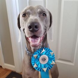 Weimaraners from Rustic Moon Weimaraners