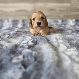 Dancer - Dapple male Dachshund puppy in Indianapolis, Indiana from Homegrown Hoosier Kennels