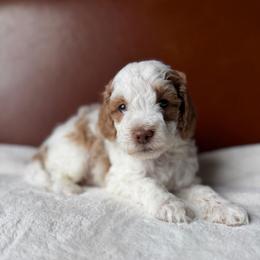 Green Boy - Brown and white male Cockapoo puppy in Fort Gibson, Oklahoma from Waggle Doodles