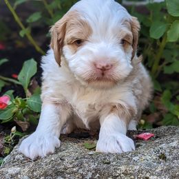 Bernedoodle Puppies from Mountain Top Bernedoodles