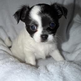 Peppermint - Black and white female Chihuahua puppy in New Bedford, Massachusetts from Roark Pack Chihuahua's & Pomsky's