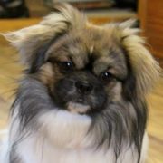 Kipo - Tibetan Spaniel