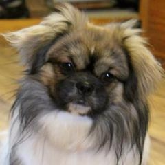 Kipo - Tibetan Spaniel