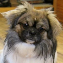 Kipo - Tibetan Spaniel