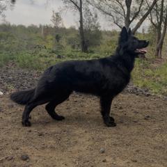 Jade - German Shepherd