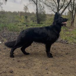 Jade - German Shepherd