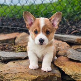Perfect Sable Boy - Sable and white male American Corgi puppy in Taylorsville, North Carolina from America's Red White and Bluie Corgis