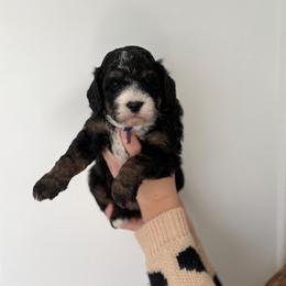 Purple girl - Tri-color female Bernedoodle puppy in O'fallon, Missouri from Rockin R Doodles
