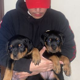 Cane Corso and Rottweiler Puppies from Hause of Rry Rotties & Cane Corso