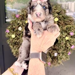 Girl 1 - Blue merle female Bernedoodle puppy in Salt Lake County, Utah from Coco Avenue Pups