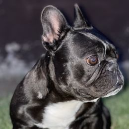 Fatty - French Bulldog