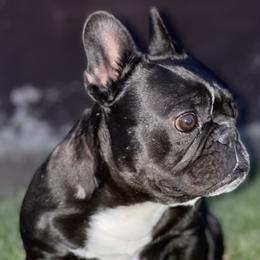 Fatty - French Bulldog
