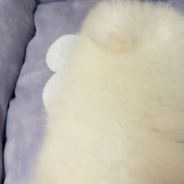 Pomeranians from Pomeraniaboston