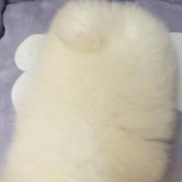 Pomeranians from Pomeraniaboston