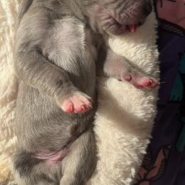 Great Dane Puppies from East Coast Great Danes