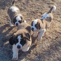 Saint Bernard puppies from Split Rock Saints