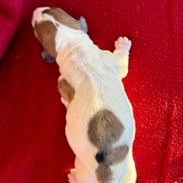 Piebald male (left) - Piebald male Dachshund puppy in Bakersfield, California from Open Hourglass LLC