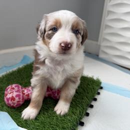 Toastie - Red merle female Australian Shepherd puppy in Niles, Michigan from Tara's Australian Shepherds