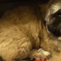 Shih Tzu Puppies from Shih-tzu Dynasty