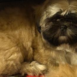 Shih Tzu Puppies from Shih-tzu Dynasty