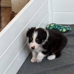 Australian Shepherd Puppies from Fly by Nite Australian Shepherds