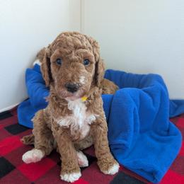 John - Red  male Poodle puppy in Rockvale, Tennessee from Robin's Nest Farm