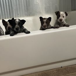 Australian Cattle Dog Puppies from Twisted C Heelers